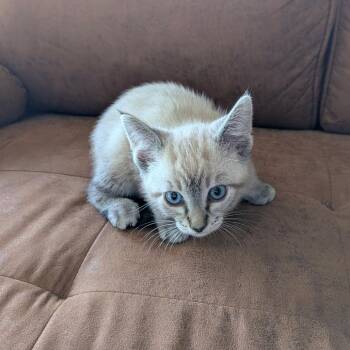 Aang -  Siamese Cat for Adoption in Chico, California - Aang | PetCurious