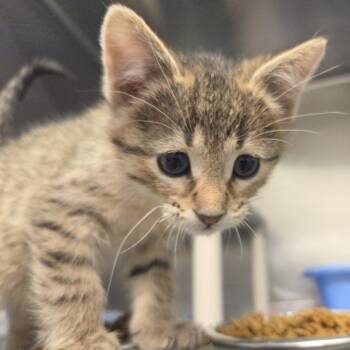 Bear -  Domestic Short Hair Cat for Adoption in Rock Falls, Illinois - Bear | PetCurious