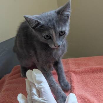 Lollipop -  Domestic Short Hair Cat for Adoption in Pasadena, California - Lollipop | PetCurious