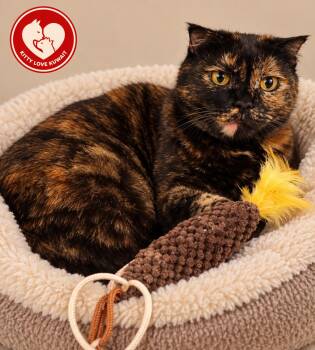 Delilah -  Scottish Fold Cat for Adoption in Snow Hill, Maryland - Delilah | PetCurious