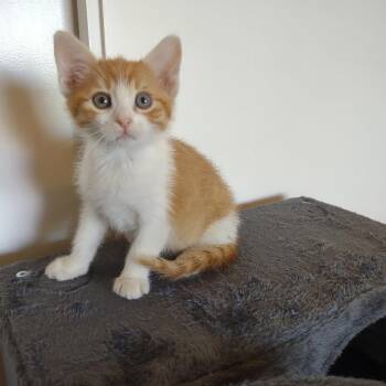 Domestic Short Hair Cats Available for Adoption - Gallagher | PetCurious