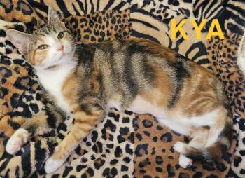 Rescue Domestic Short Hair Cats for Adoption in Charlotte, North Carolina - Kya (bonded With Ester) | PetCurious