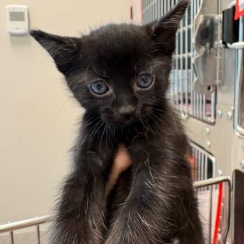 Razzle -  Domestic Short Hair Cat Available for Adoption in Englewood, Florida - Razzle | PetCurious