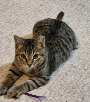 Rescue Domestic Short Hair Cats for Adoption in Shakespeare, Ontario - Cody | PetCurious