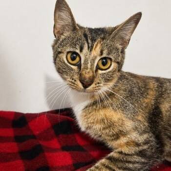 Caramel -  Domestic Short Hair Cat for Adoption in West Point, Mississippi - Caramel | PetCurious