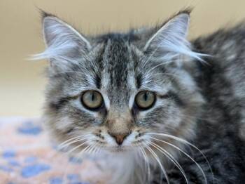 Zelda -  Domestic Long Hair Cat for Adoption in Portland, Oregon - Zelda | PetCurious