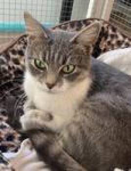 Rescue Domestic Short Hair Cats for Adoption in Grand Rapids, Michigan - Rosita | PetCurious
