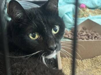 Majorie -  Domestic Short Hair Cat for Adoption - Majorie | PetCurious
