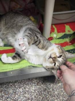 Droolbert -  Domestic Short Hair Cat Available for Adoption in Westland, Michigan - Droolbert | PetCurious
