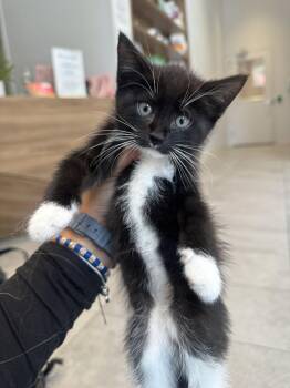Cosmo -  Domestic Short Hair Cat for Adoption in New York, New York - Cosmo | PetCurious