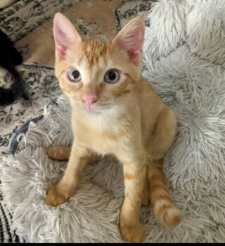 Rescue Domestic Short Hair Cats for Adoption in Chicago, Illinois - Mochi | PetCurious