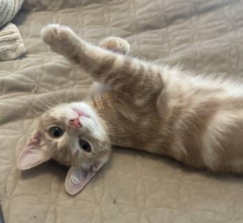 Titus -  Domestic Short Hair Cat for Adoption in Gaithersburg, Maryland - Titus | PetCurious
