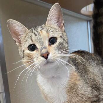 Lavender -  Domestic Short Hair Cat for Adoption in Chatham, Virginia - Lavender | PetCurious