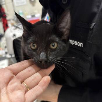 Tavia -  Domestic Short Hair Cat for Adoption in Milton, Florida - Tavia | PetCurious