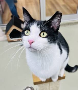 Rescue Domestic Short Hair Cats for Adoption in Savannah, Georgia - Flip Flop (Pounce Cat Cafe) | PetCurious