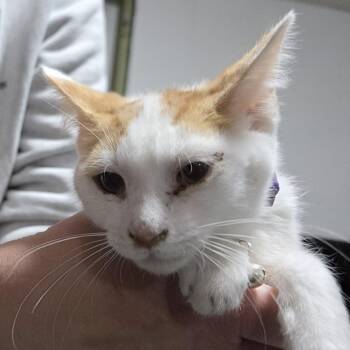 Domestic Short Hair Cats Available for Adoption - Corin | PetCurious