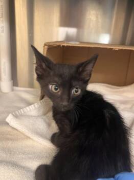 Buttons -  Domestic Short Hair Cat for Adoption in Honolulu, Hawaii - Buttons | PetCurious