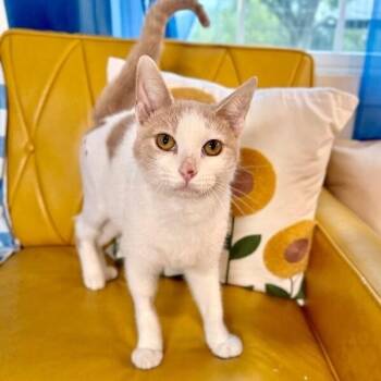 Mr. Bigglesworth -  Tabby and Domestic Short Hair Cat for Adoption in Friendswood, Texas - Mr. Bigglesworth | PetCurious