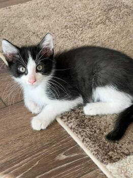 Rescue Domestic Long Hair Cats for Adoption in Lincoln, California - Eric Carr | PetCurious