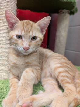 Orlando -  Domestic Short Hair Cat for Adoption in Smithfield, North Carolina - Orlando | PetCurious