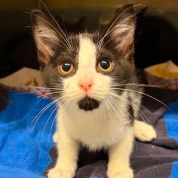 Chili -  Domestic Short Hair Cat for Adoption in Concord, North Carolina - Chili | PetCurious