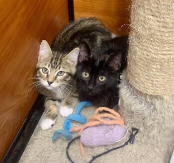 Rescue Domestic Short Hair Cats for Adoption in San Jose, California - Hailey & Harmony (BONDED PAIR) | PetCurious