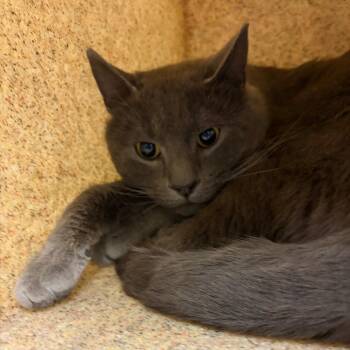 Minecraft -  Domestic Short Hair Cat for Adoption in Reno, Nevada - Minecraft | PetCurious