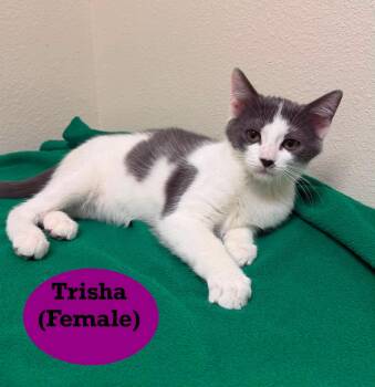Trisha -  Domestic Short Hair Cat for Adoption in Mount Pleasant, Texas - Trisha | PetCurious