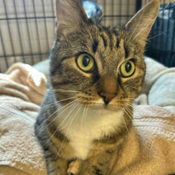 Tabby Cats Available for Adoption in Huntington, New York - Cara | PetCurious