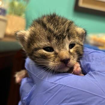 Atlas -  Domestic Short Hair Cat for Adoption in Wilmington, Delaware - Atlas | PetCurious