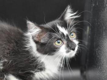 Shelby -  Domestic Medium Hair Cat for Adoption in Portland, Oregon - Shelby | PetCurious