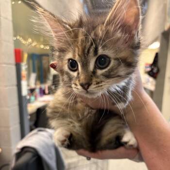 Domestic Short Hair Cats Available for Adoption - Easter | PetCurious
