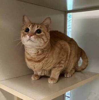 Scott -  Domestic Short Hair Cat for Adoption in Slidell, Louisiana - Scott | PetCurious