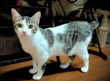 Manx and Domestic Short Hair Cats Available for Adoption - Darla | PetCurious