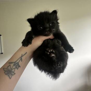 Tina -  Domestic Long Hair Cat for Adoption in Hermitage, Pennsylvania - Tina | PetCurious