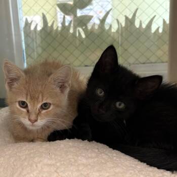 Domestic Short Hair Cats Available for Adoption in East Hanover, New Jersey - Burnt Ends | PetCurious