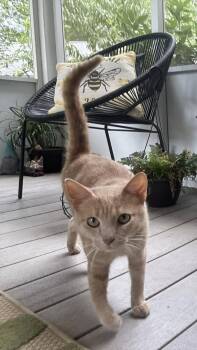 Neyland -  Domestic Short Hair Cat for Adoption in Byrdstown, Tennessee - Neyland | PetCurious