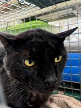 Domestic Short Hair Cats Available for Adoption in Rancho Cucamonga, California - FOOTHILL 1 | PetCurious