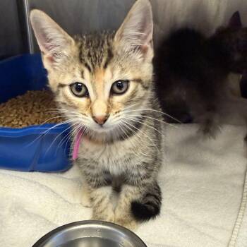 Reign -  Domestic Short Hair Cat for Adoption in Tuscaloosa, Alabama - Reign | PetCurious