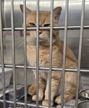 BOB -  Domestic Short Hair Cat for Adoption in Anchorage, Alaska - BOB | PetCurious