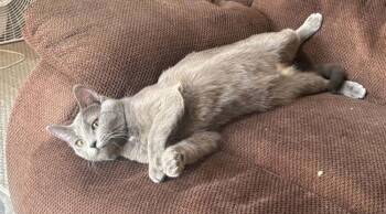 Domestic Short Hair Cats Available for Adoption in Minneapolis, Minnesota - Poptart | PetCurious