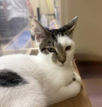 LANCELOT 7340 -  Tabby Cat for Adoption in Waldorf, Maryland - LANCELOT 7340 | PetCurious