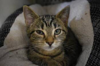 Fettucinni -  Domestic Short Hair Cat for Adoption in Kansas City, Missouri - Fettucinni | PetCurious