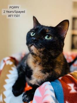 Rescue Domestic Short Hair Cats for Adoption - Poppy | PetCurious