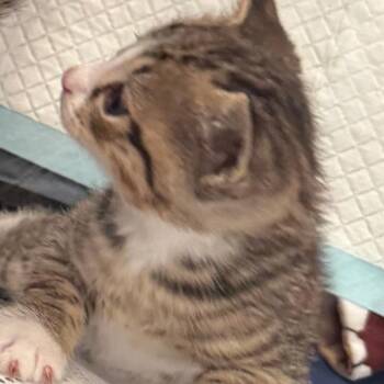 Tweety -  Domestic Short Hair Cat for Adoption in West Palm Beach, Florida - Tweety | PetCurious