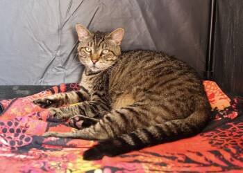 Tabby Cats Available for Adoption - Martin | PetCurious