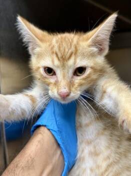 Zorro -  Domestic Short Hair Cat for Adoption in Wichita, Kansas - Zorro | PetCurious