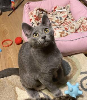 Rescue Domestic Short Hair Cats for Adoption in Pickerington, Ohio - Shakespeare | PetCurious