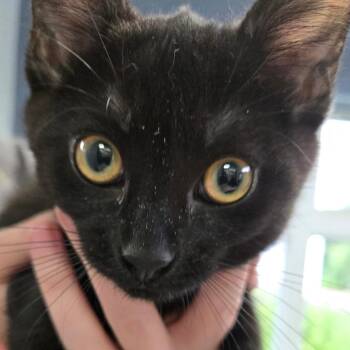Ketchup -  Domestic Short Hair Cat for Adoption in Kennebunk, Maine - Ketchup | PetCurious