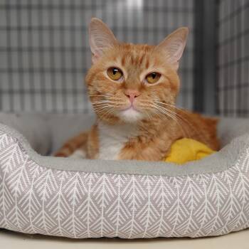 Domestic Short Hair Cats Available for Adoption in Littleton, New Hampshire - Autumn | PetCurious